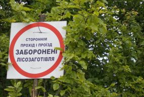 Ріжуть ліс
