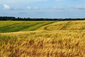 Земля Зеленського? Ні, земля України! (Інформаційно-дискусійна платформа ПП «Слуга народу»)