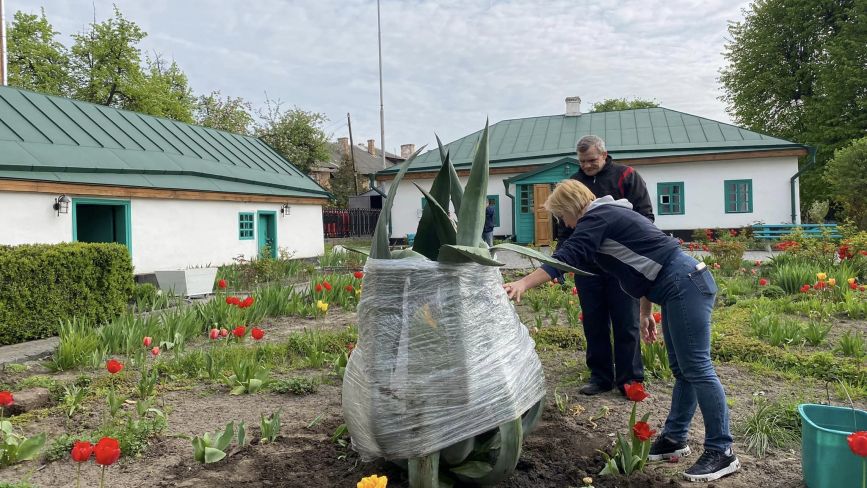 У музеї Коцюбинського висадили кущі агави. ФОТО ДНЯ