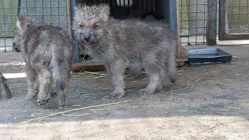 У Подільському зоопарку малюки полярного вовка втратили маму