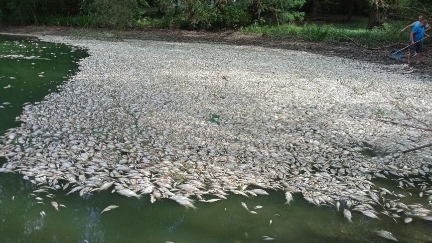 Понад дві тонни риби, а саме 45 750 екземплярів, загинуло на Ладижинському водосховищі