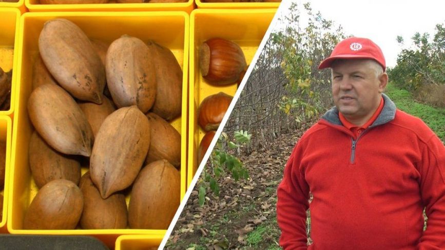 На Вінниччині фермер вирощує один із найдорожчих горіхів світу — пекан