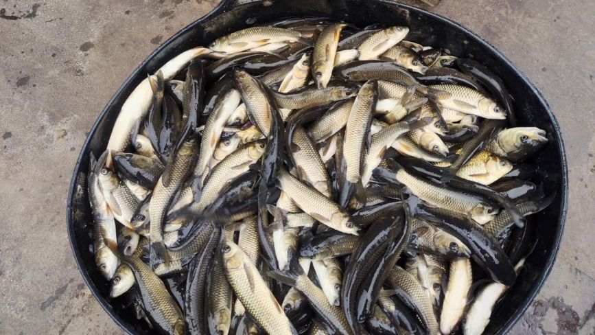 В Ладижинське водосховище випустили майже чотири тонни риби
