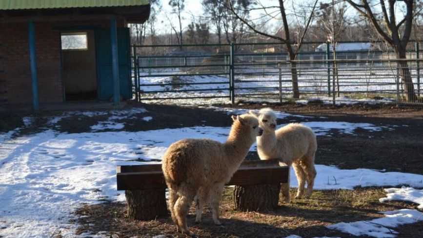 У Подільському зоопарку поселилися милі тваринки — альпаки