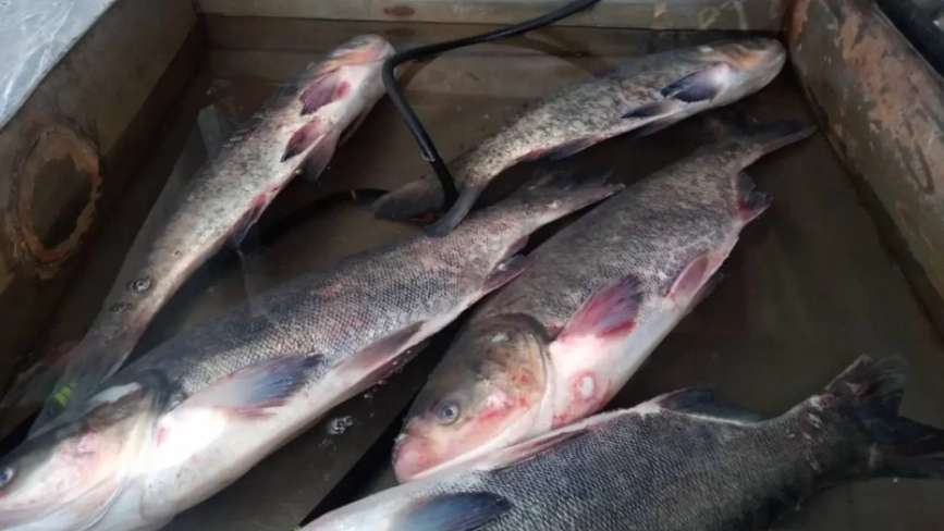 Вінничани без остраху можуть купувати живу рибу: фахівці перевірили місцеві ринки