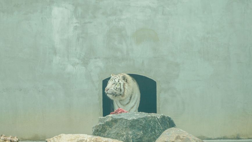 З’явився білий бенгальський тигр. Чим ще здивує Подільский зоопарк у новому сезоні?