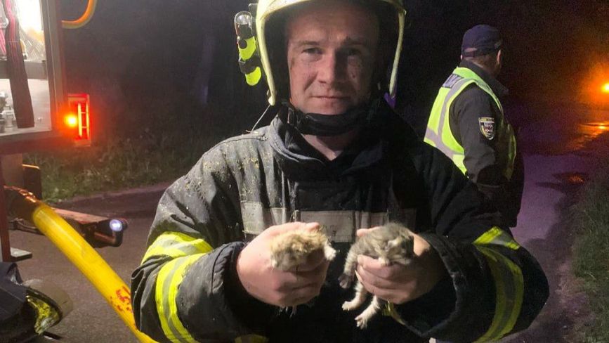 З палаючого будинку надзвичайники врятували двох кошенят