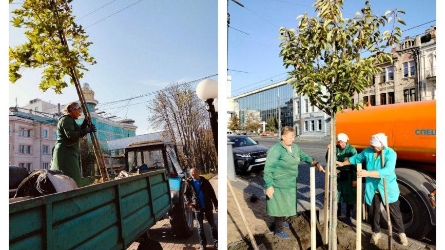 Понад 20 вулиць Вінниці прикрасять клени, сакури та в'язи