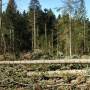 Незаконна вирубка лісу: на Вінниччині судитимуть трьох «чорних» лісників