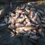 З 1 листопада в Україні заборонено вилов риби. Список зимувальних ям Вінниччини