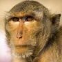 «Ну йокарний бабай, як це мавпа втекла?»: у парку тривають пошуки макаки Філі