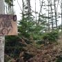 У Калинівському районі дерево завалило 26-річного лісника. Він не вижив