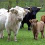 У Подільському зоопарку з'являться нові жителі — міні кози та міні корови