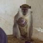 Мавпочка-утікачка, яку шукало пів міста, створила родину та привела первістка