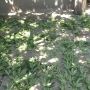 Поліція викрила вінничанина, який виростив близько сотні рослин коноплі