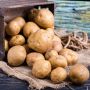 Дорога картопля: в Україні на 25% подорожчав овоч, який купують усі