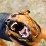 Бродячий пес покусав жінку: в Жорнищах оголосили карантин через сказ тварин