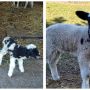 Вівці святого Якова народили ягнят: у Подільському зоопарку знову поповнення
