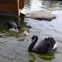 Поповнення у родині чорних лебедів: миле відео родини пернатих