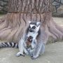 ФОТО ДНЯ: у Подільському зоопарку у родині лемурів народився малюк