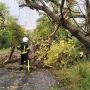 Буревій потрощив дерева. Рятувальники Вінниччини ліквідували наслідки негоди