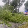 На Вінниччині сильний вітер наробив біди й повалив дерева на дорогу