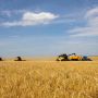 Аграрії Вінницької громади зібрали понад 13,2 тисячі тонн зерна