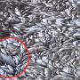 Південний Буг вкритий тоннами мертвої риби в районі Степашок