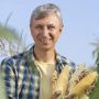 Солодка і патріотична: вінницька жовто-блакитна кукурудза з’явилась на полях України