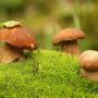 Небезпечні наслідки «тихого» полювання: профілактика отруєнь грибами та перша допомога