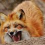 З 15 жовтня відновлюють відстріл лисиць. Будьте пильні, не забувайте про заборону відвідування лісу