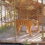 У вінницькому зоопарку завершують будівництво вольєра для ягуара Джекі та тигриці Лізи