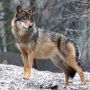 На Вінниччині існує ризик зустрітися з вовком: як відрізнити від собаки та що робити при зустрічі