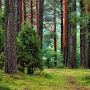 Понад 200 гектарів лісу вартістю 3,2 млрд грн повернуть у комунальну власність Вінницької області
