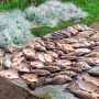 На Вінниччині зафіксували 57 випадків браконьєрства під час нересту
