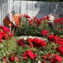 У 23-х громадах Вінниччини посадять трояндові Алеї Слави