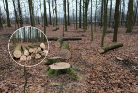 «Бензопили чути навіть удома». Чи законно ріжуть ліс у Прибузькому лісництві?