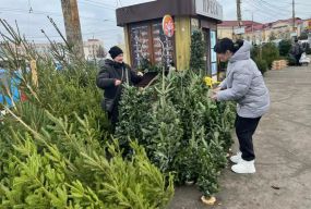 А ви знали? На Вінниччині виростили найбільше ялинок для продажу в Україні