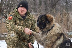 Велетень із лагідним серце. Вівчарка Баєр став головним антидепресантом для воїнів 100-ї бригади