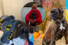 Після операції у ветклініці Моллі опинилася в реанімації. Власниця звинувачує лікаря у недбалості