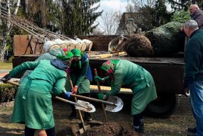 Клени, платани та тюльпанові дерева: де у Вінниці вже стартувало озеленення і що посадять цього сезону