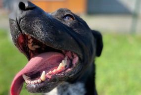 Не купуй — прихисти: у Вінниці десятки собак шукають дім