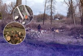 Парк, який садили мешканці, почали вирубувати: що відомо про ситуацію у Стрижавці