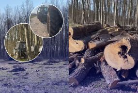 Деревина, якої «не мало бути», та погоня в лісі: що сталося в Іллінецькому лісництві?