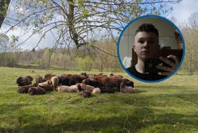 «Бась-бась, мої овечки!» Підліток, який віддав своє авто на фронт, підняв отару до 59-ти овець