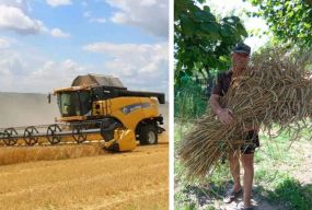«Батьків сніп був тугенький, а мамин — тендітний»: жнива у полі і в спогадах