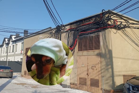 «Дівчата, замерзаю я й тварини»: понад 30 годин чекали світла  на двох вулицях Старого міста