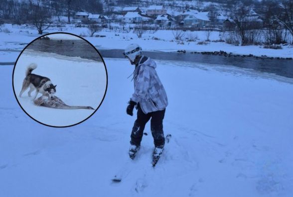 У Тиврові хаскі напала на лебедя. Як пояснив ситуацію власник Рагнарьока