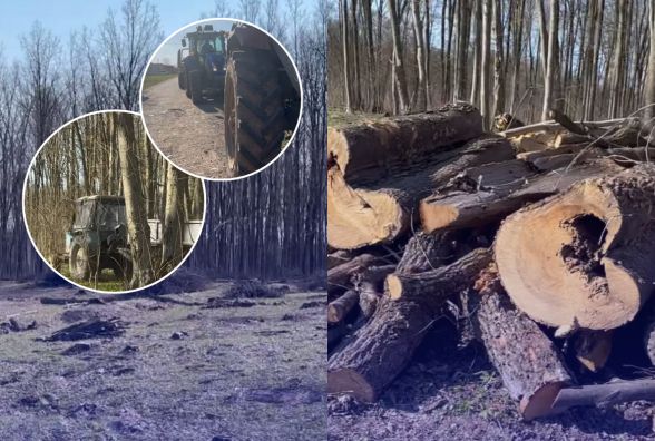 Деревина, якої «не мало бути», та погоня в лісі: що сталося в Іллінецькому лісництві?
