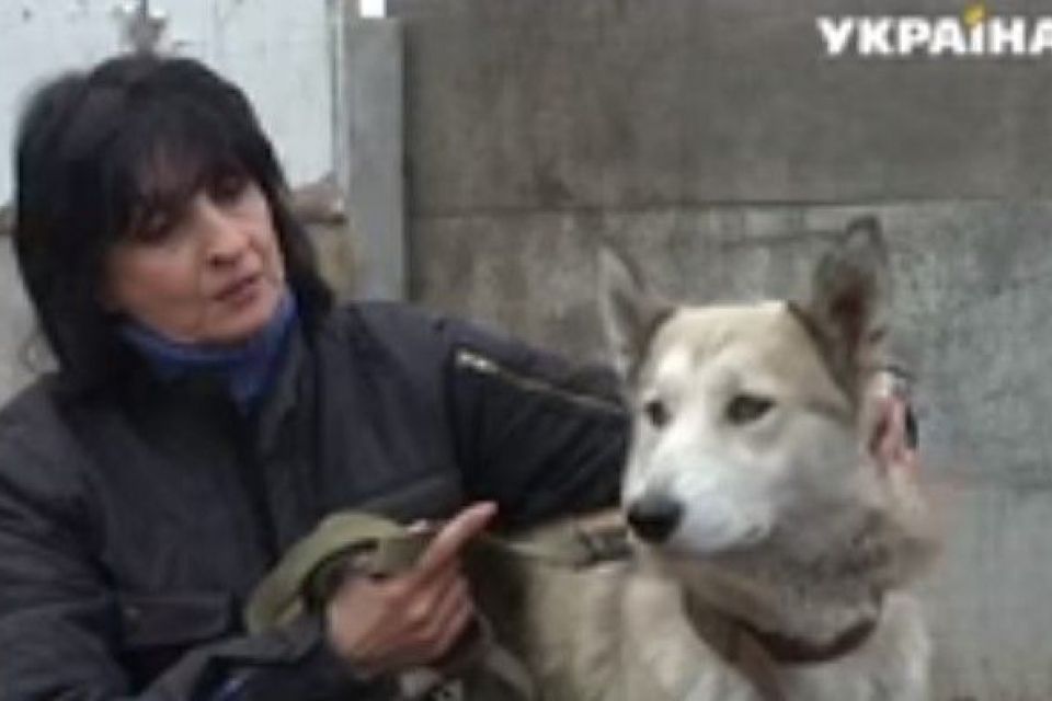 У Вінниці шукають господаря лайки-поводиря. Зараз собака в притулку